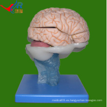Modelo avanzado de la anatomía del cerebro del PVC, modelo del cerebro